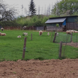 Schafzüchter Auerswald:  Unsere Schafe lieben Apfelschalen aus Bensberg!