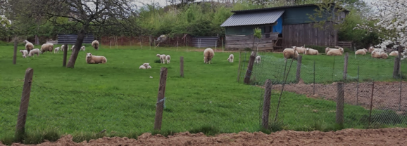 Schafzüchter Auerswald:  Unsere Schafe lieben Apfelschalen aus Bensberg!
